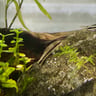 Otocinclus