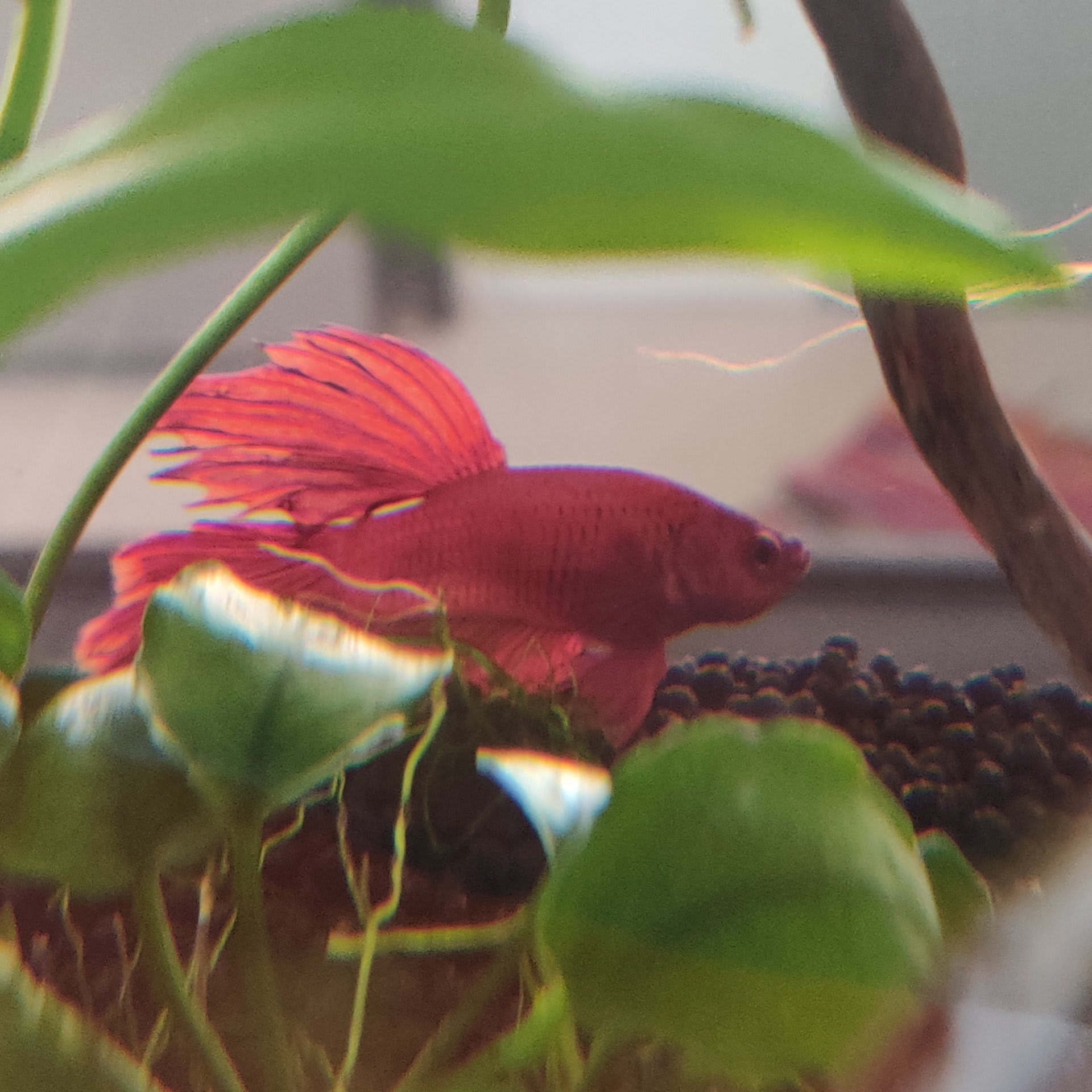 Otocinclus