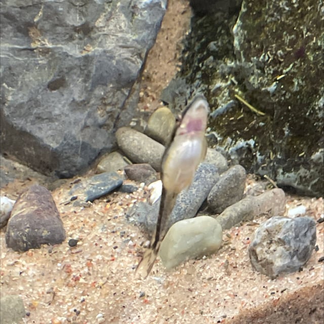 Otocinclus