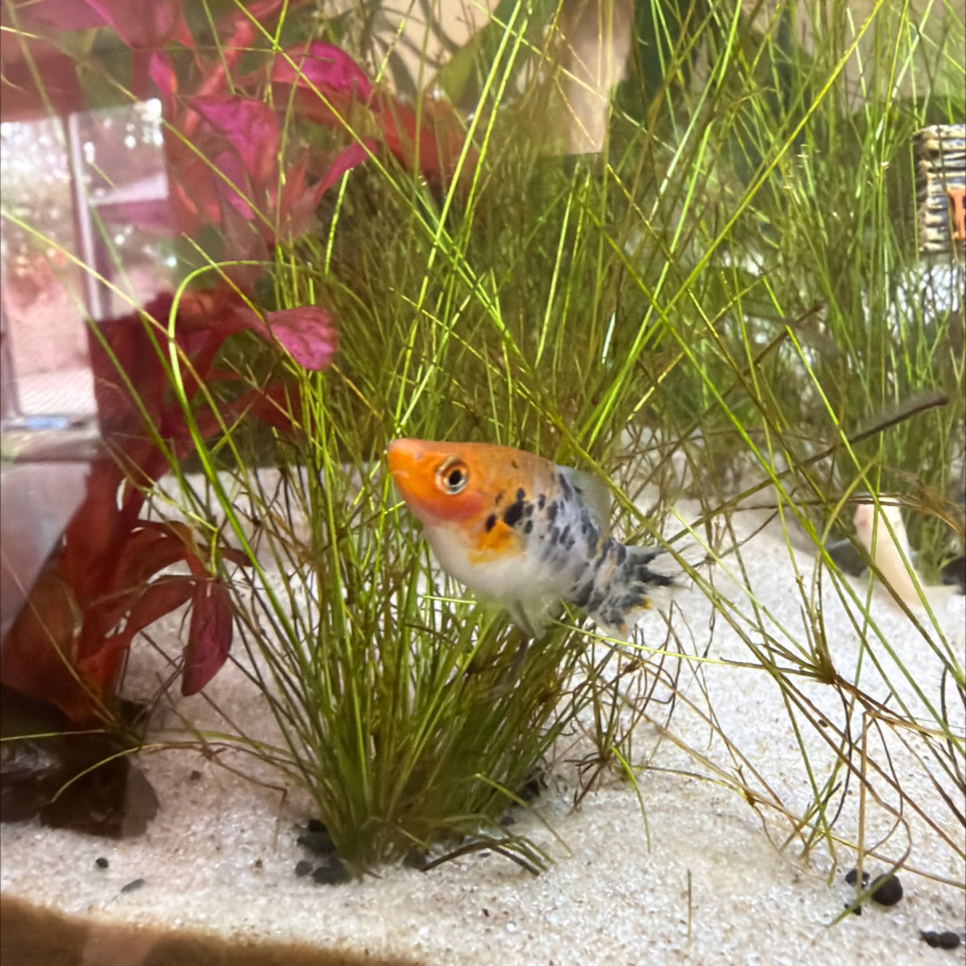 Platy