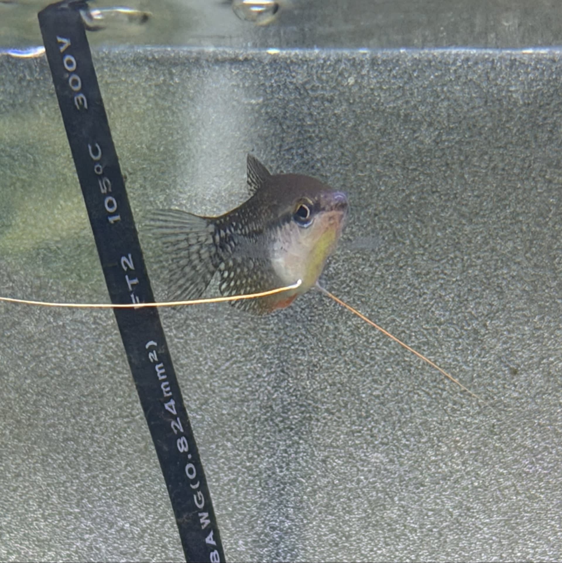 Pearl Gourami