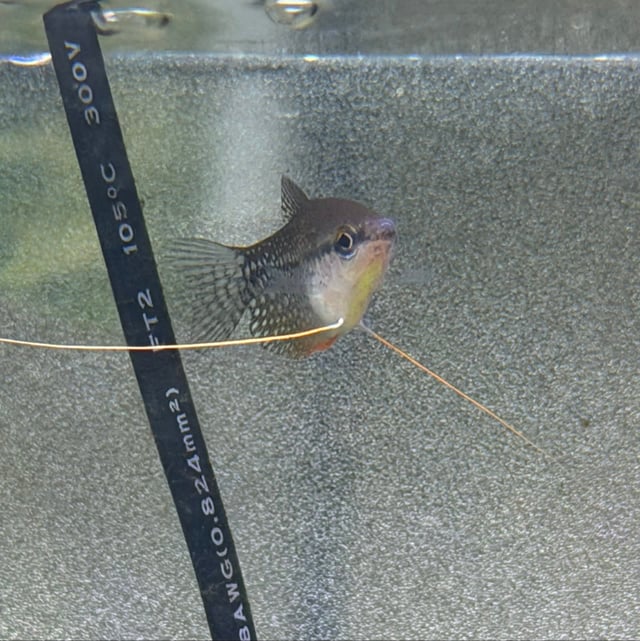 Pearl Gourami