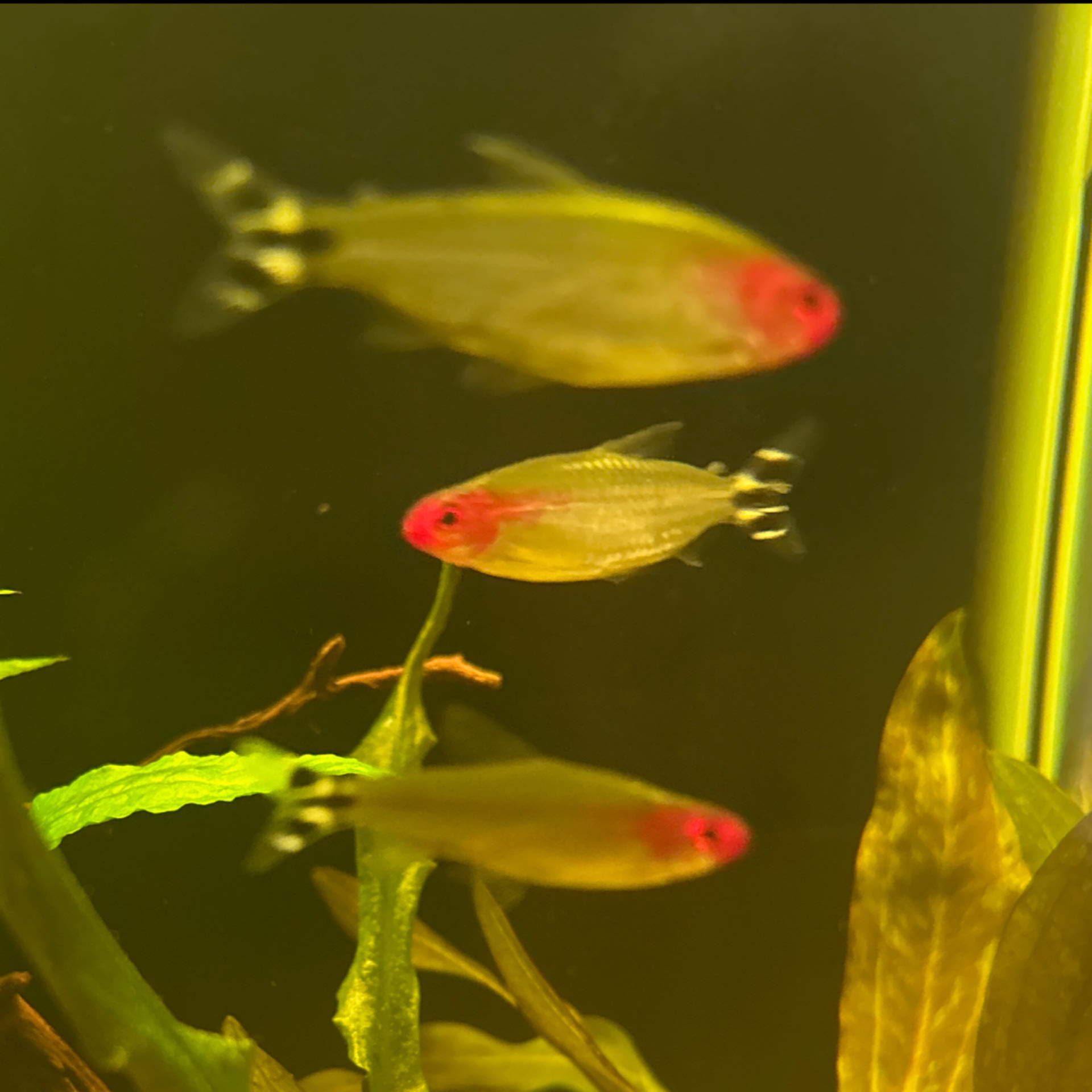 Rummy Nose Tetra