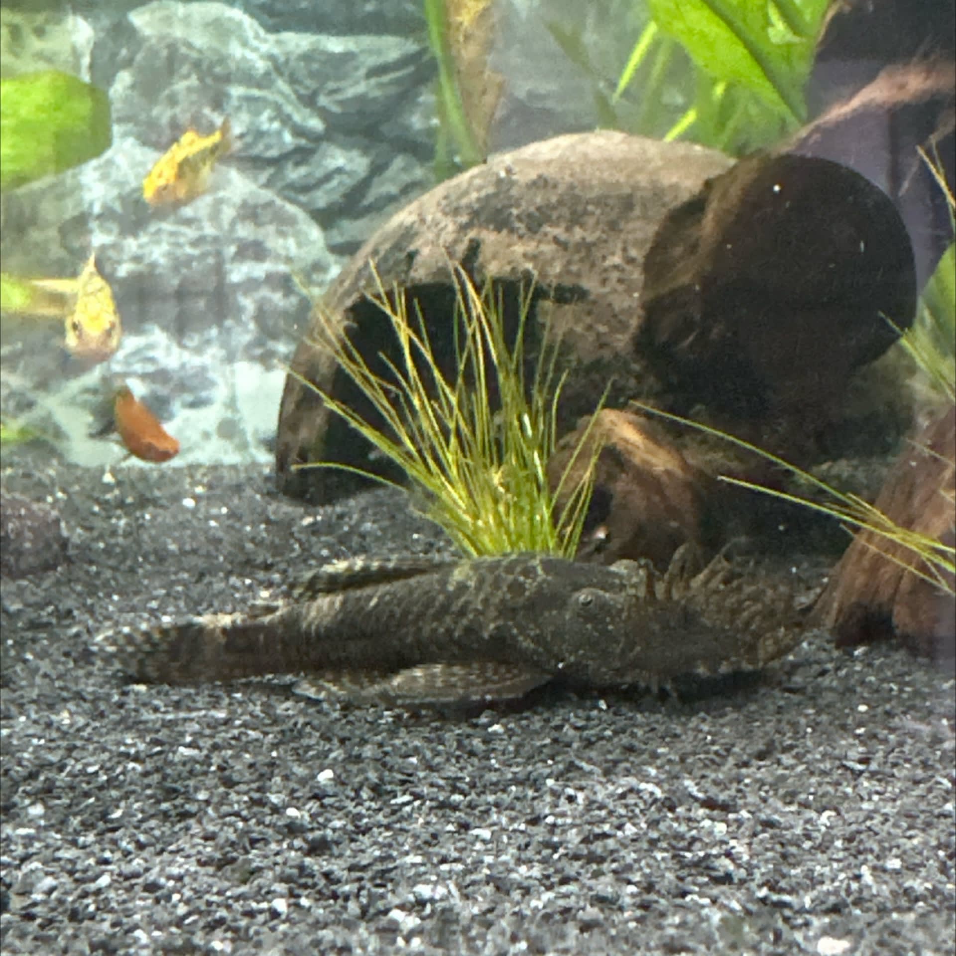 Bristlenose Pleco