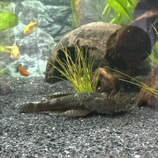 Bristlenose Pleco