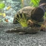 Bristlenose Pleco