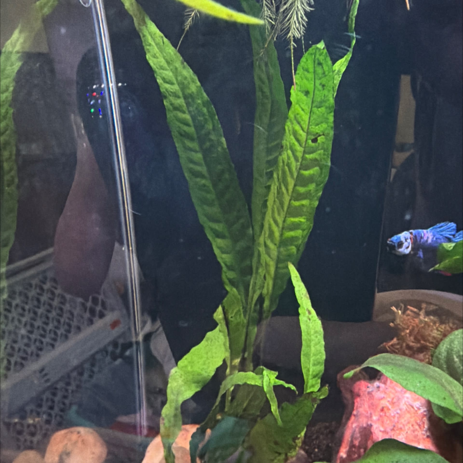 Java Fern
