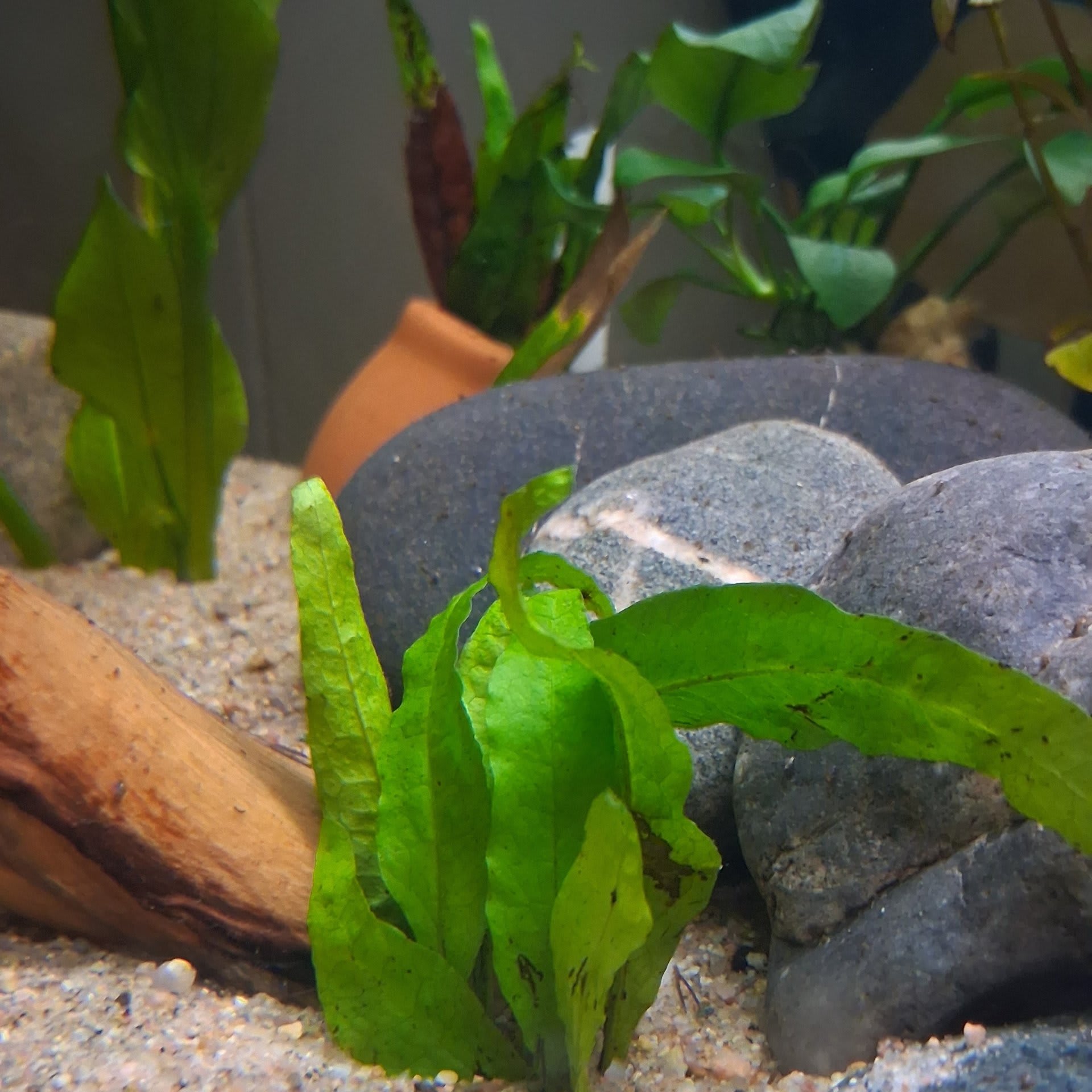 Java Fern