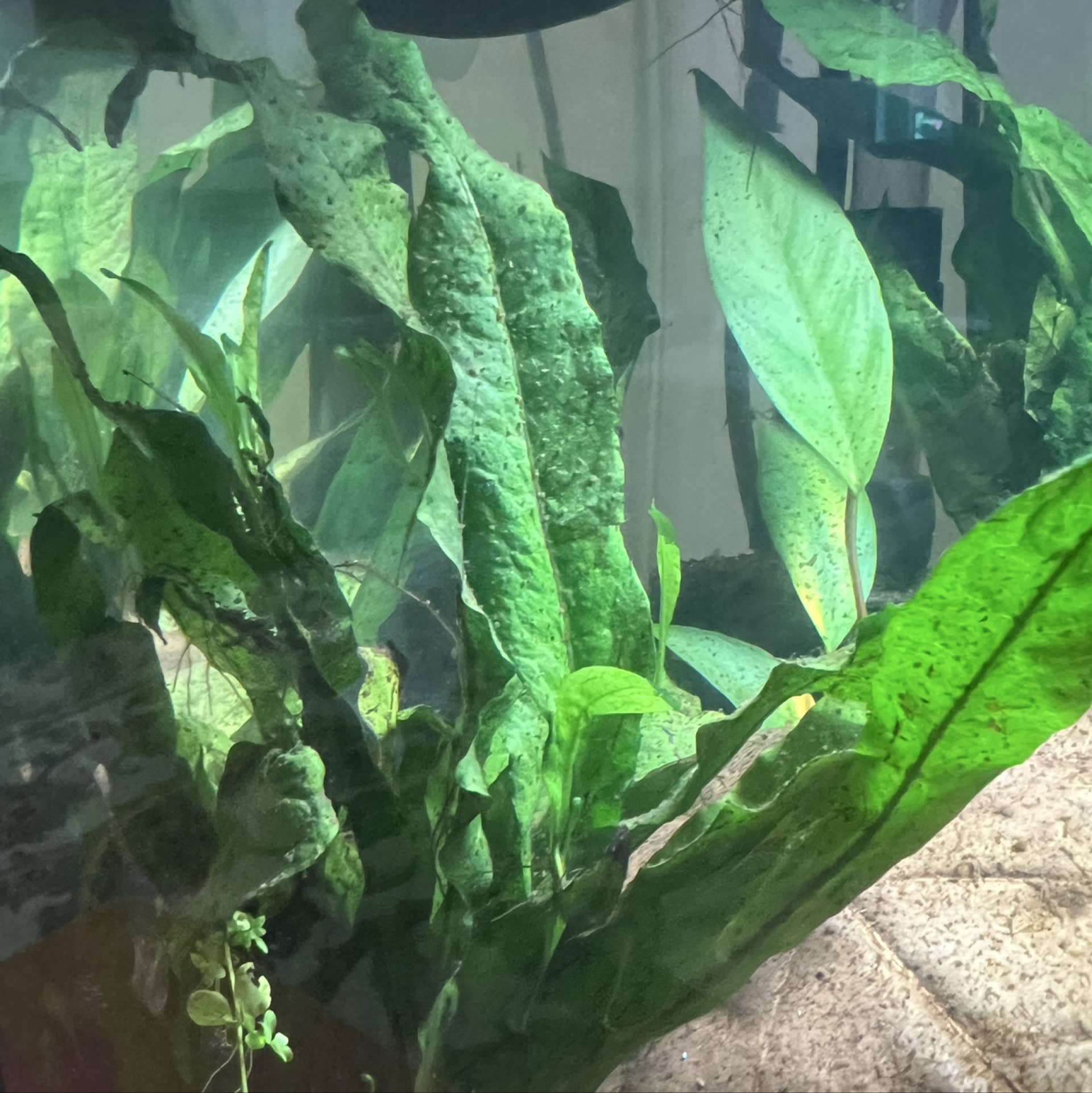 Java Fern