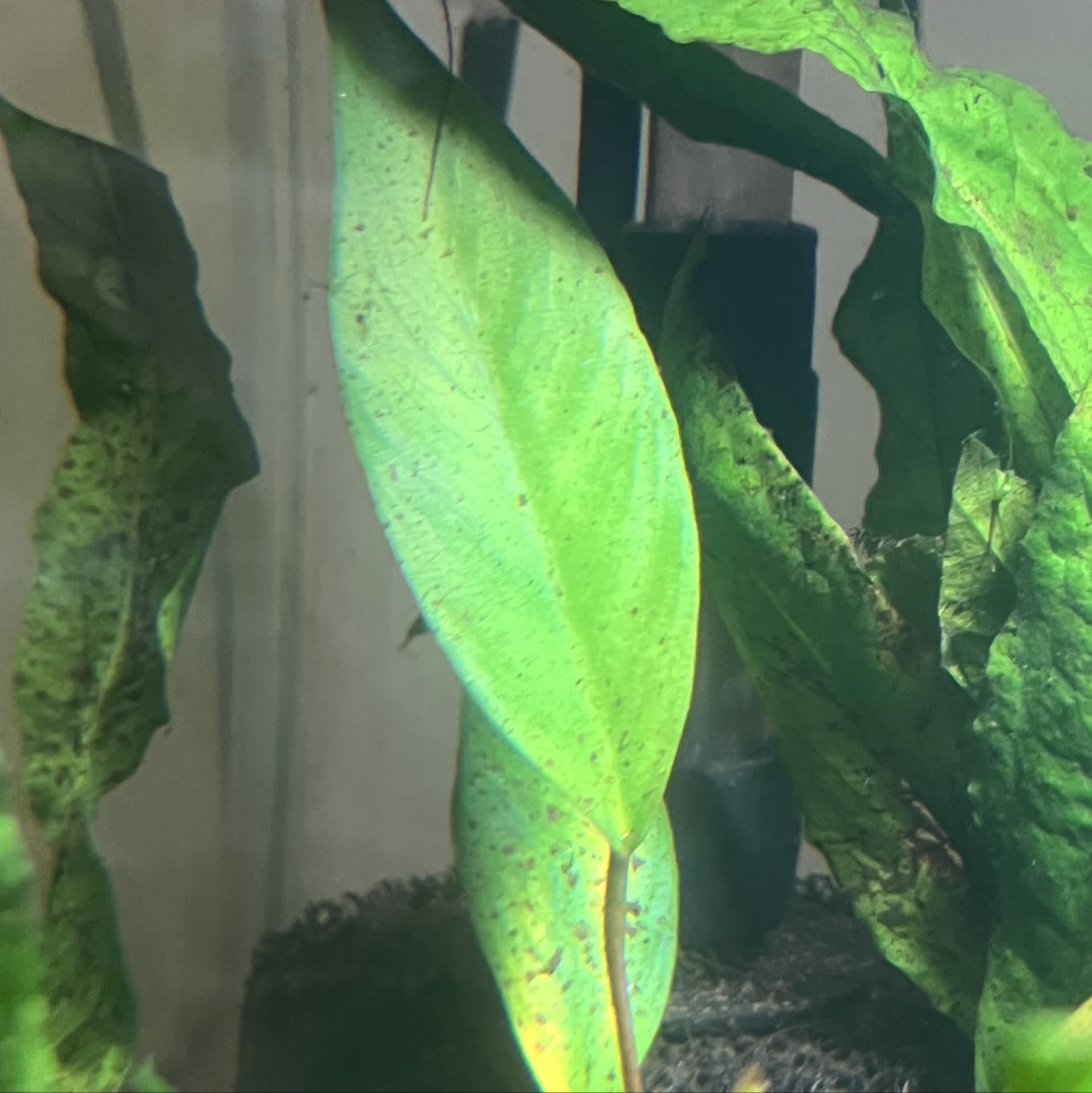 Anubias Barteri