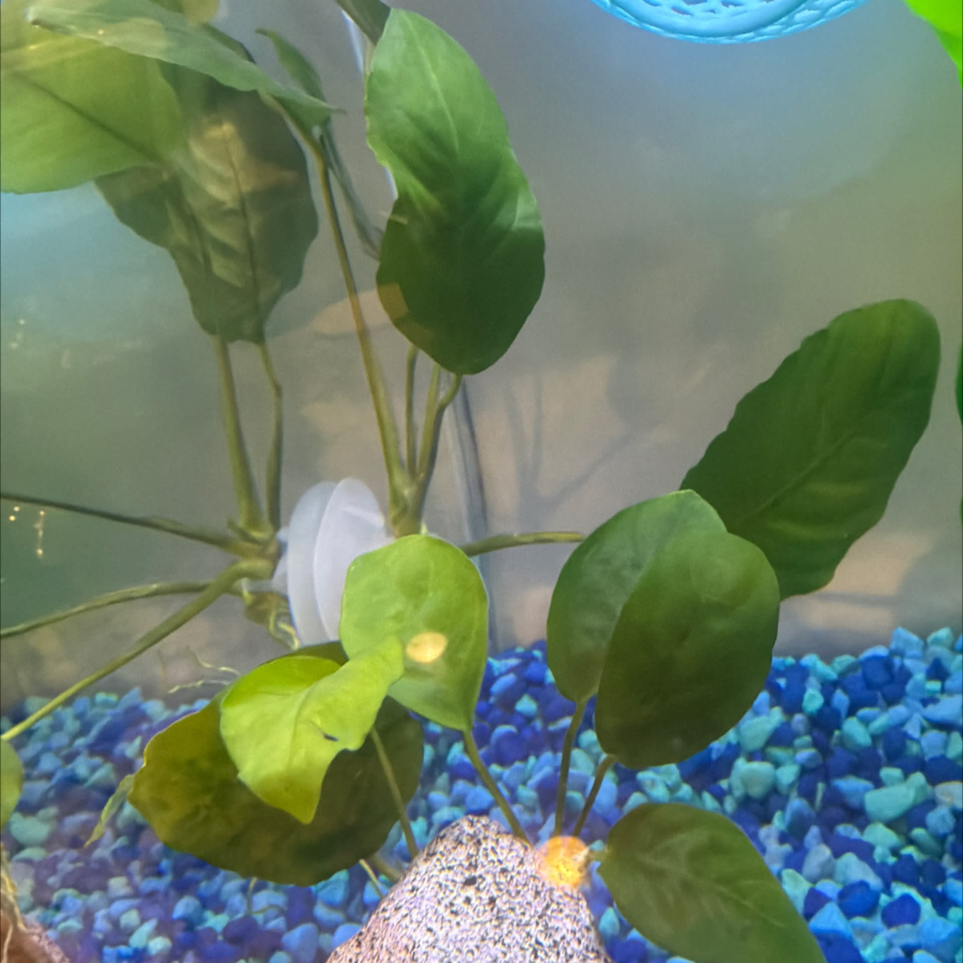 Anubias Barteri