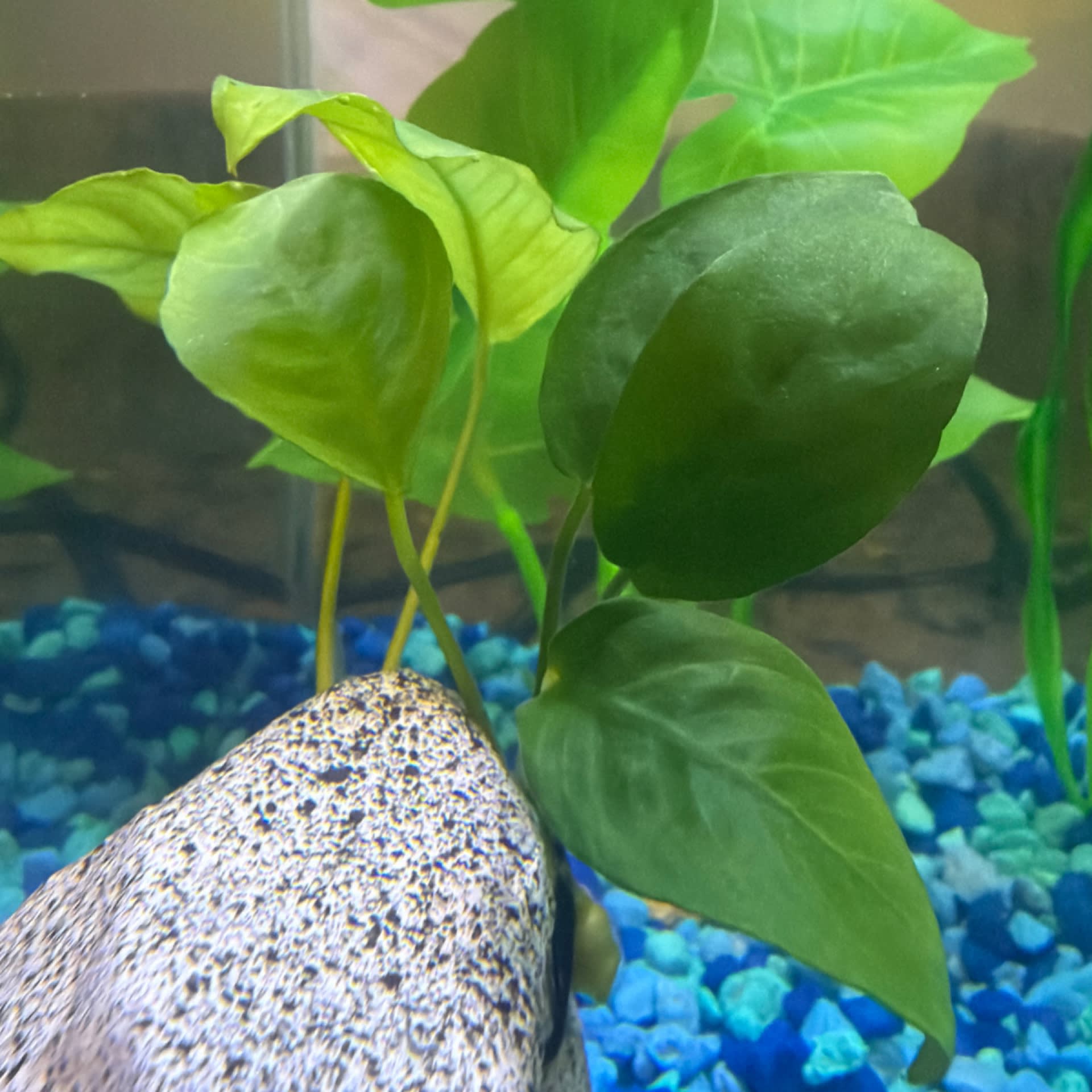 Anubias Barteri