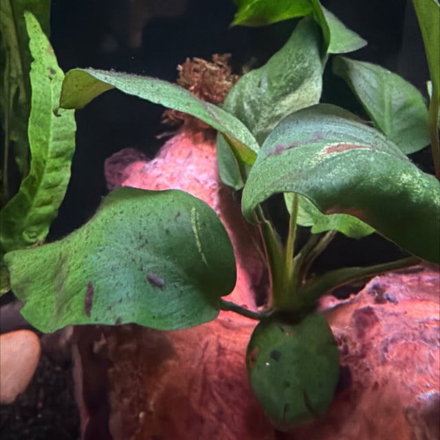 Anubias Barteri