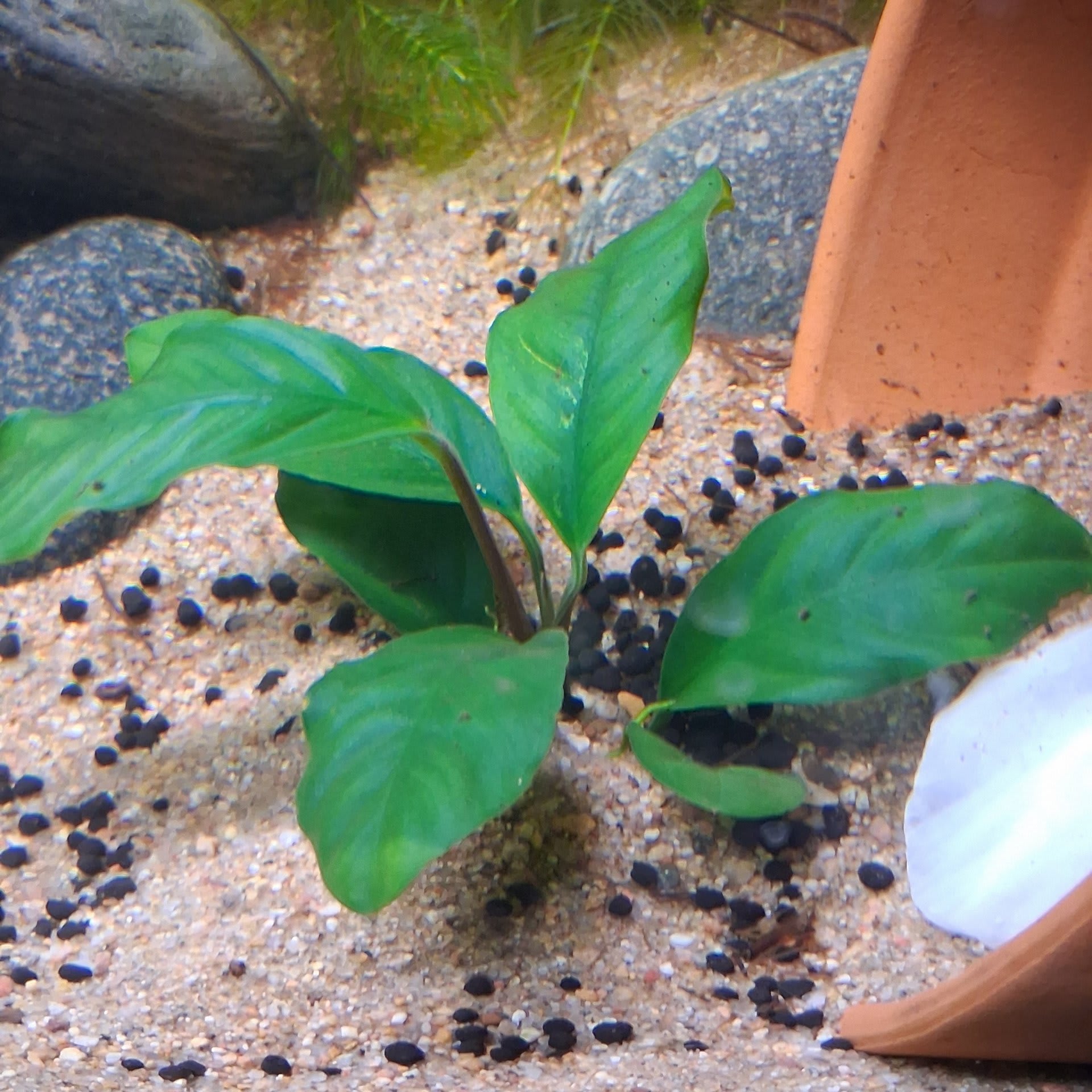 Anubias Barteri