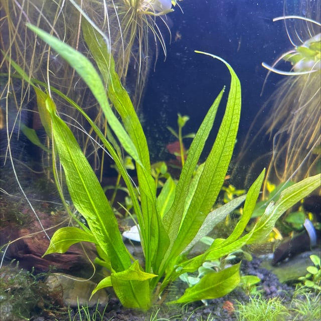 Amazon Sword