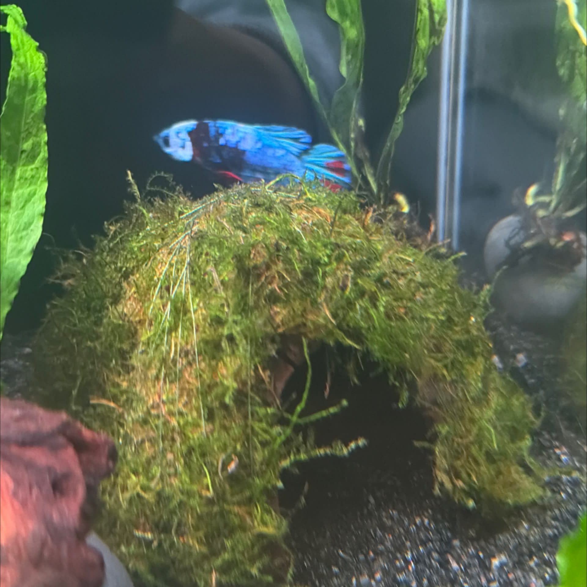 Java Moss