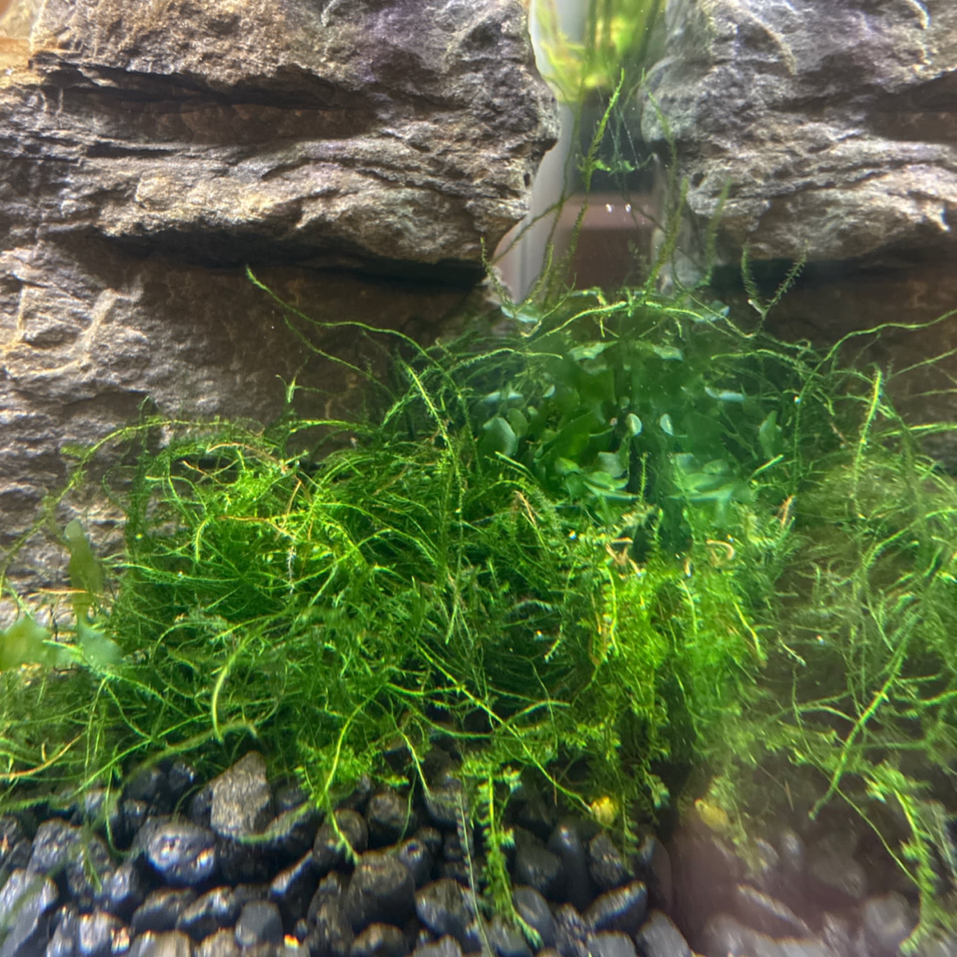 Java Moss