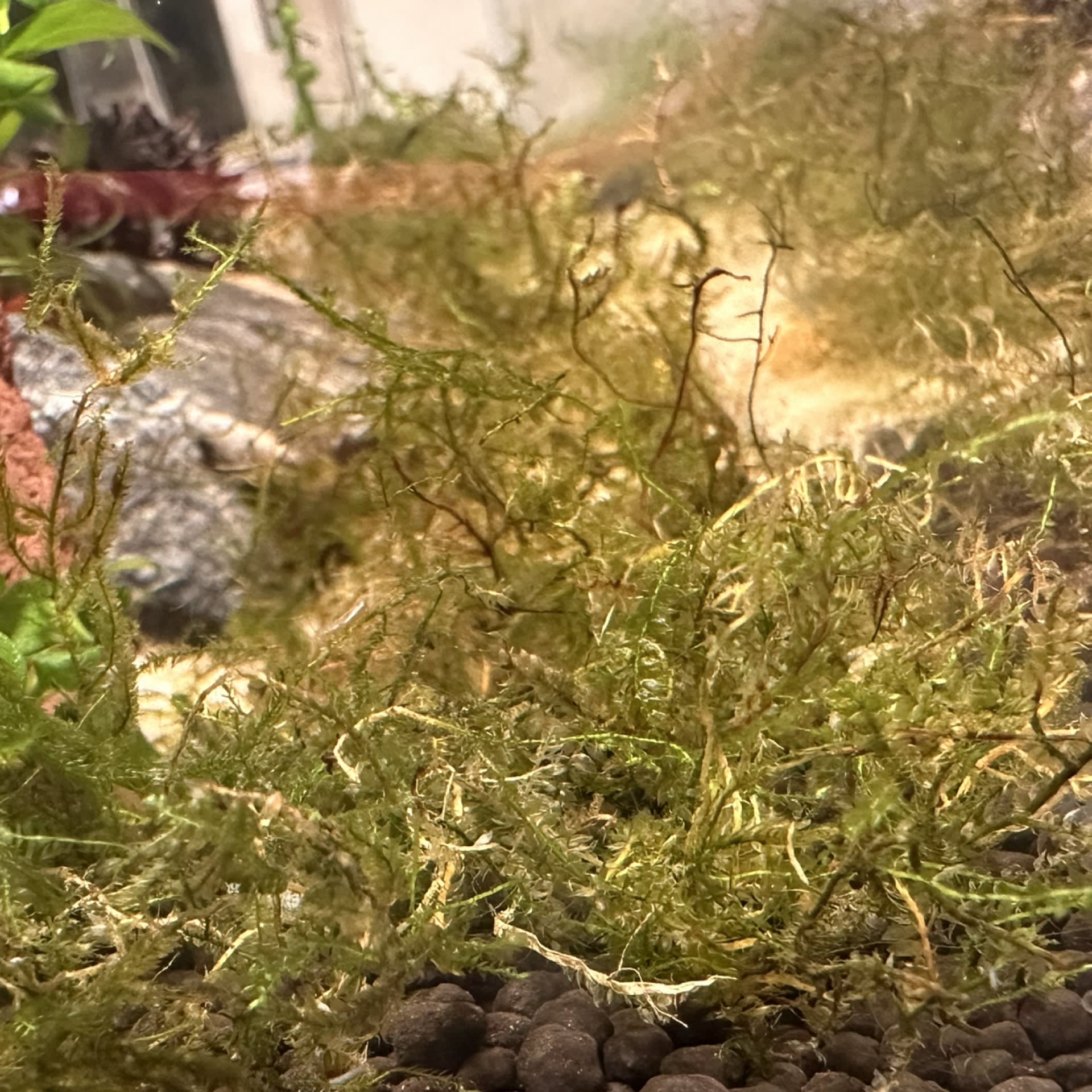 Java Moss