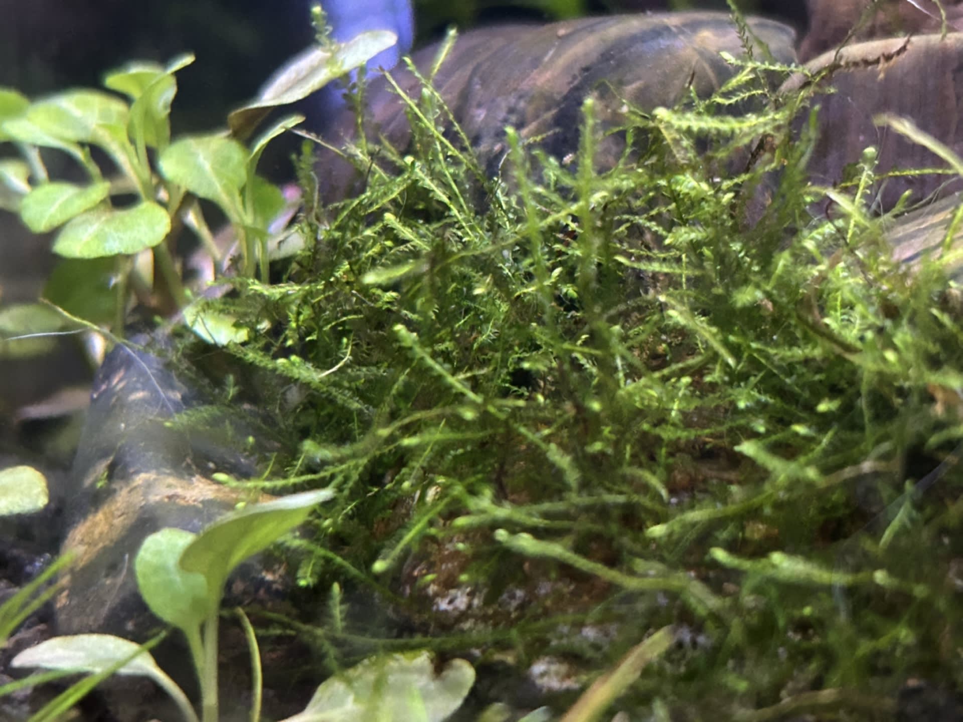 Java Moss