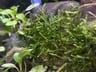 Java Moss