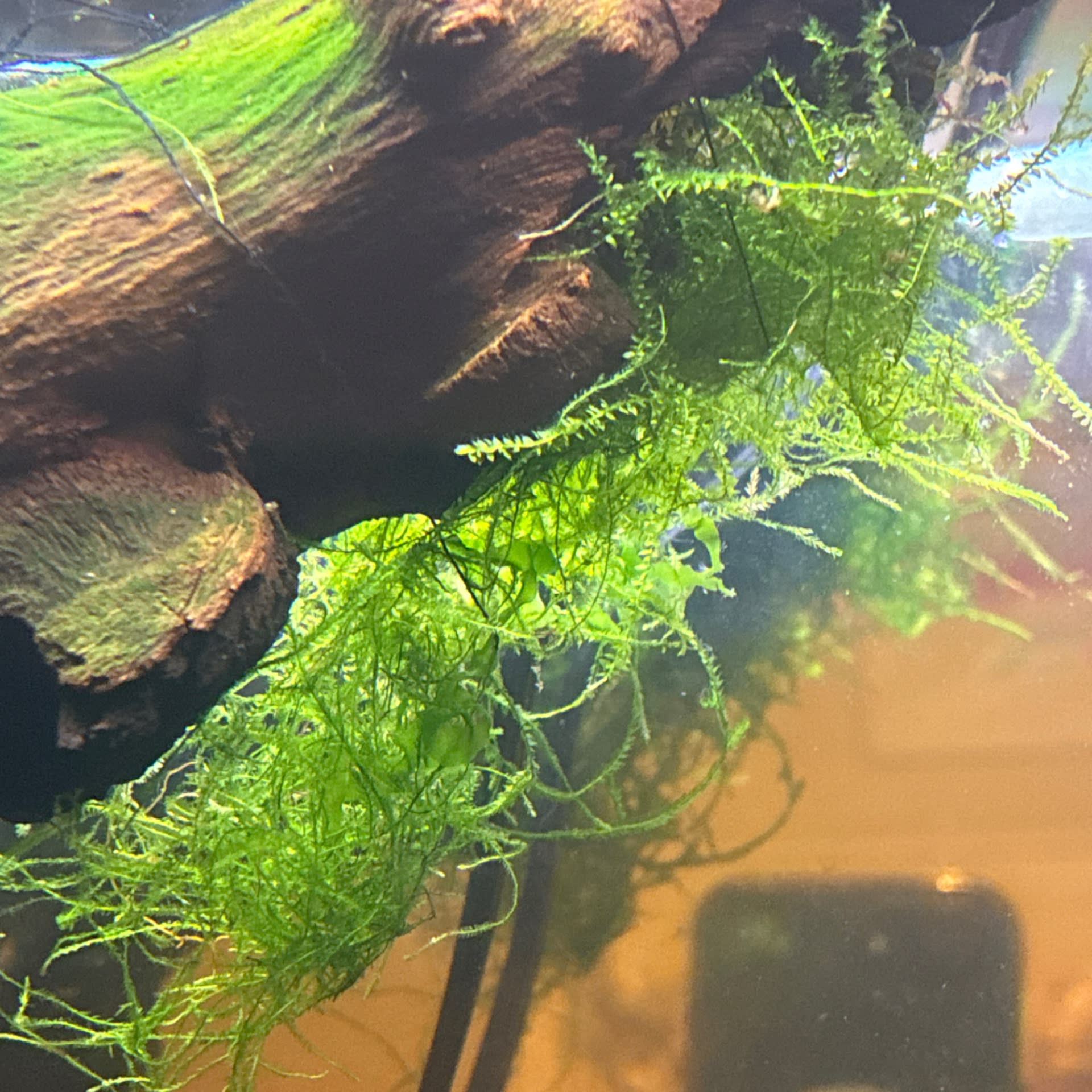 Java Moss