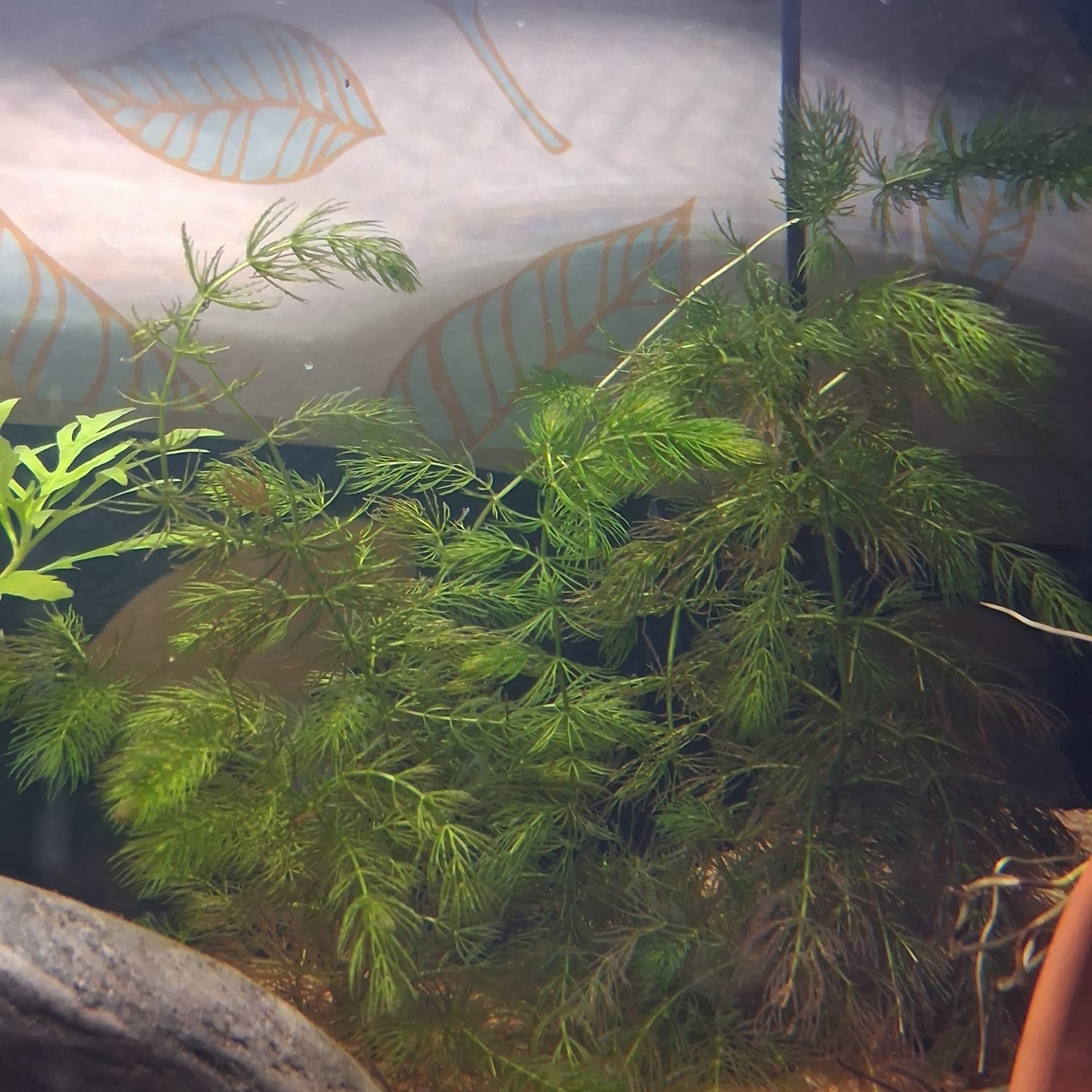 Hornwort