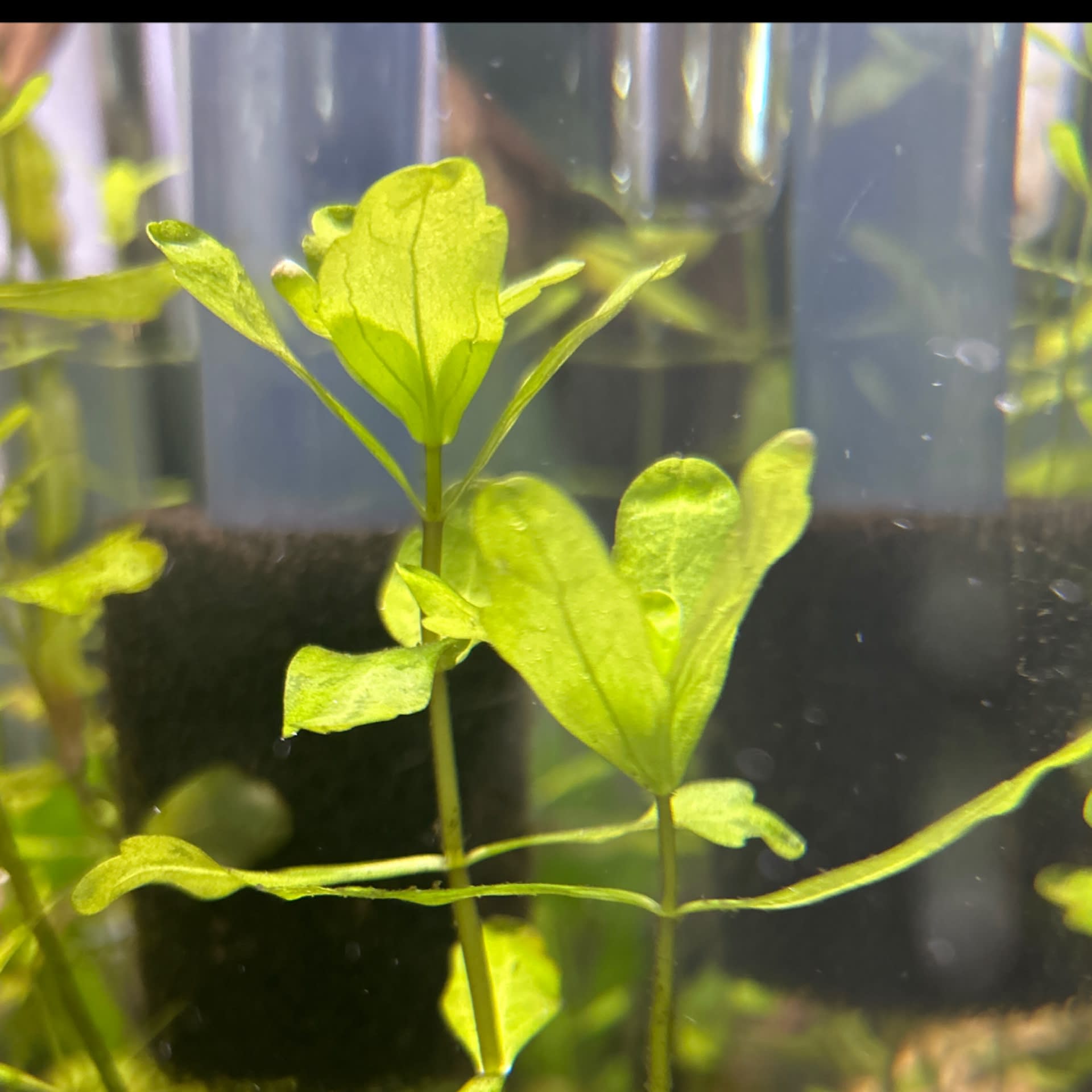 Water Wisteria