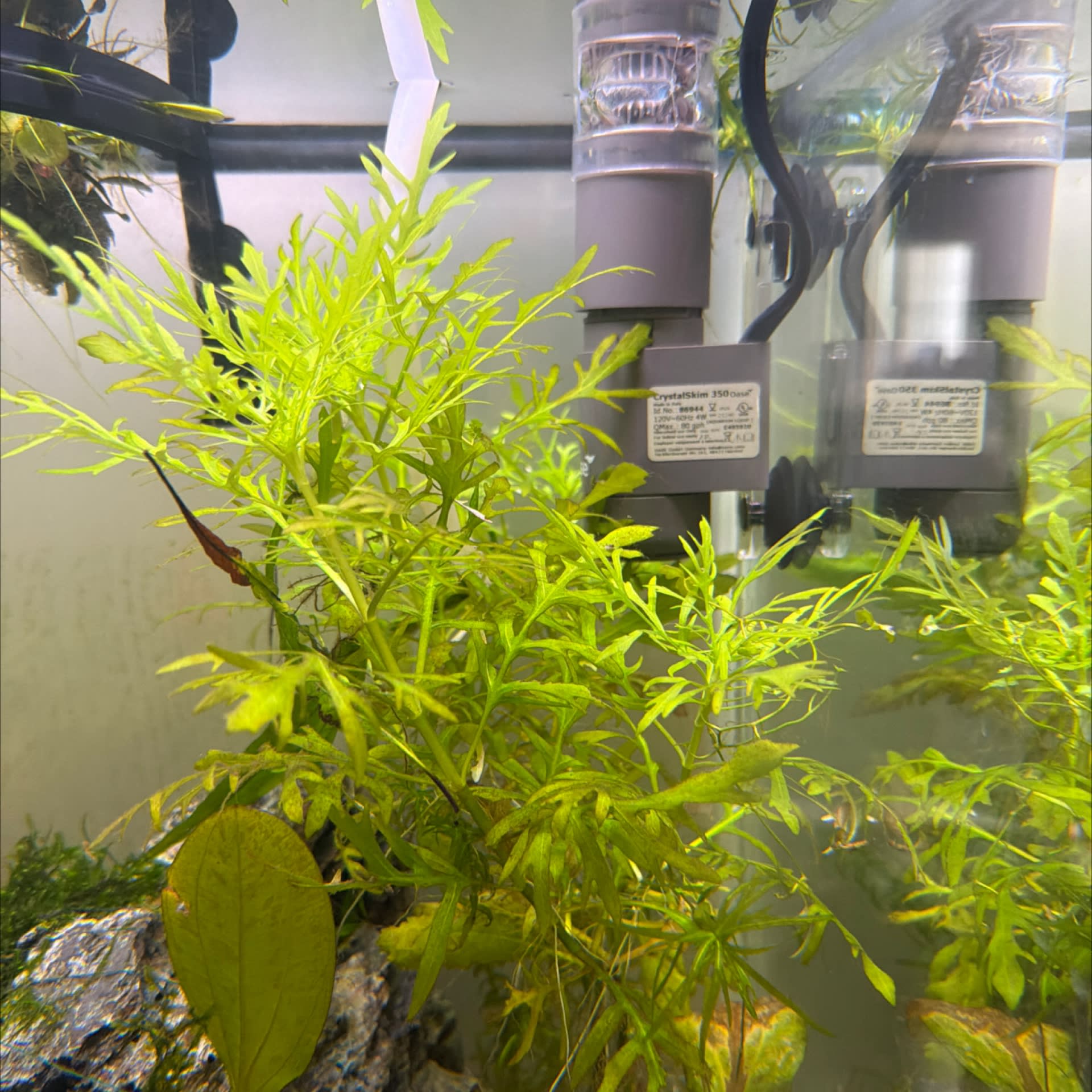 Water Wisteria