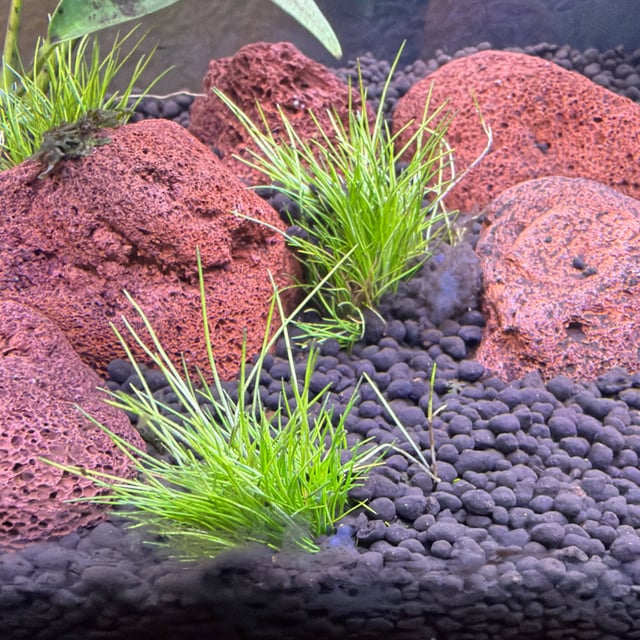 Dwarf Hairgrass