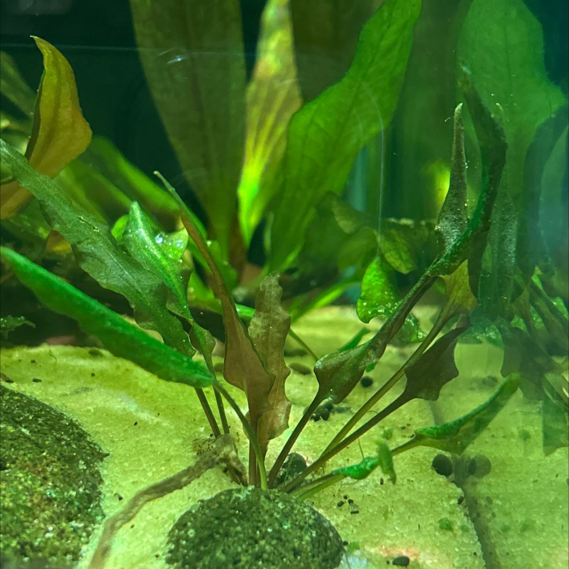 Cryptocoryne Wendtii