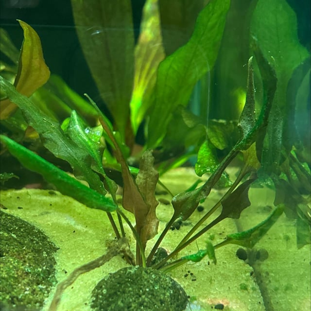 Cryptocoryne Wendtii