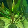 Cryptocoryne Wendtii