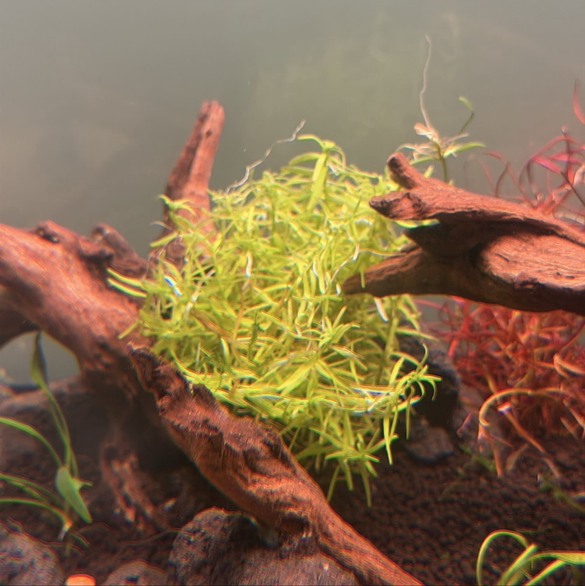 Rotala Rotundifolia