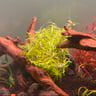 Rotala Rotundifolia
