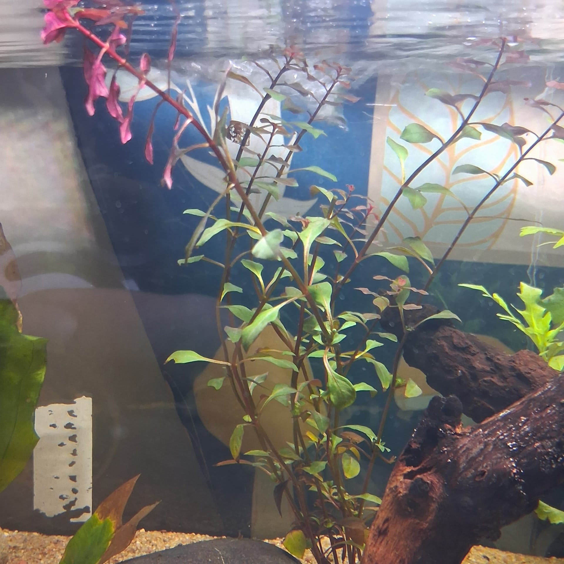 Ludwigia Repens