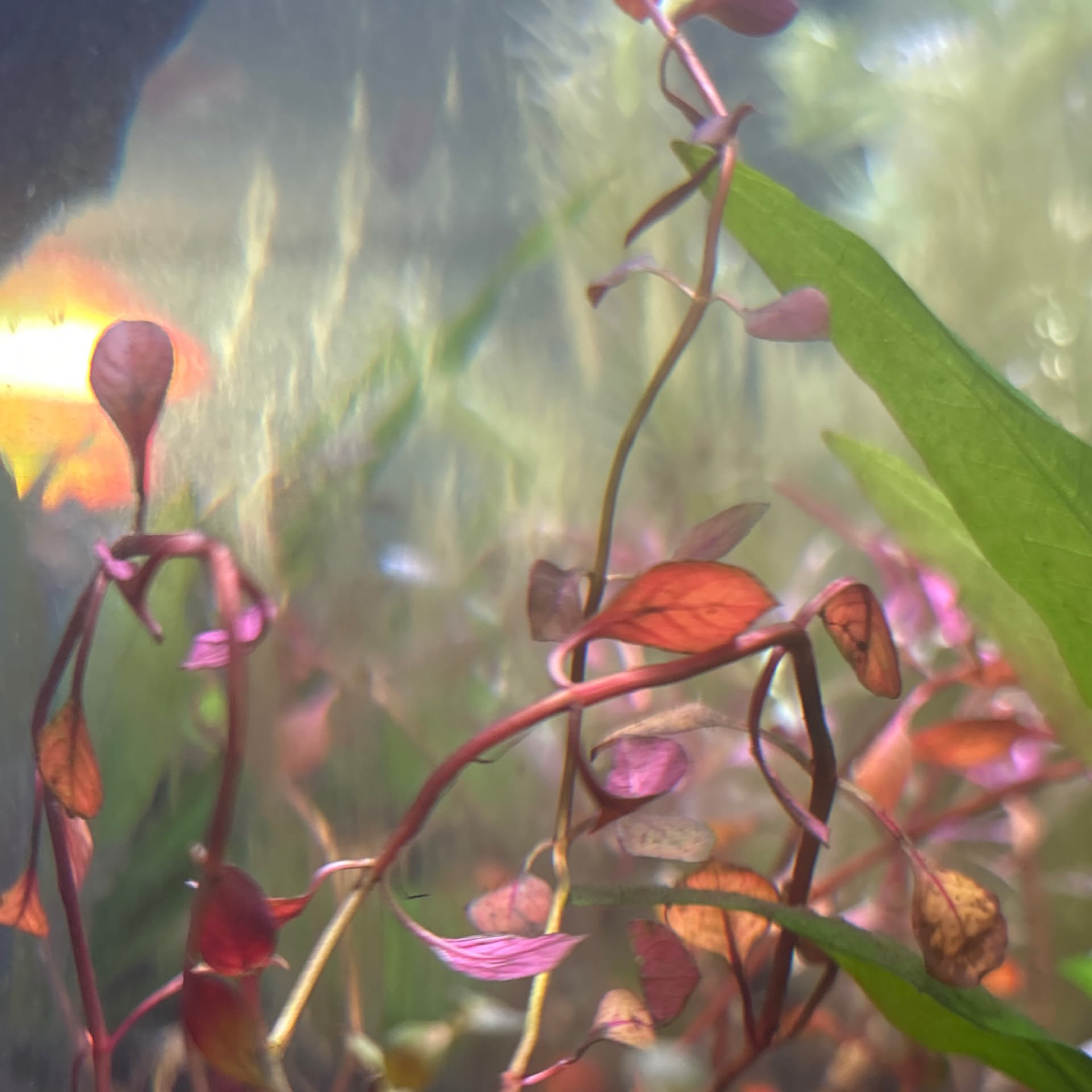 Ludwigia Repens
