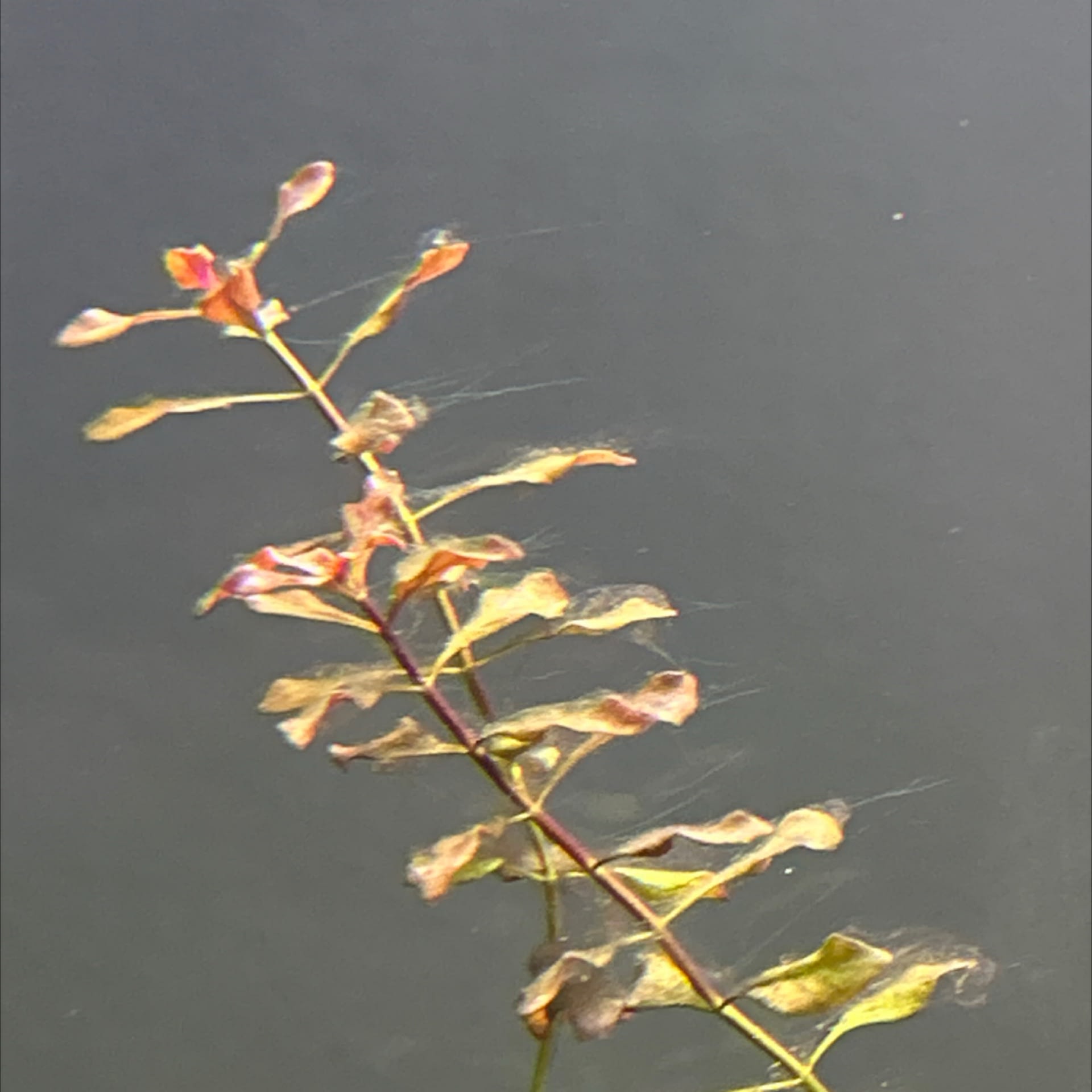 Ludwigia Repens