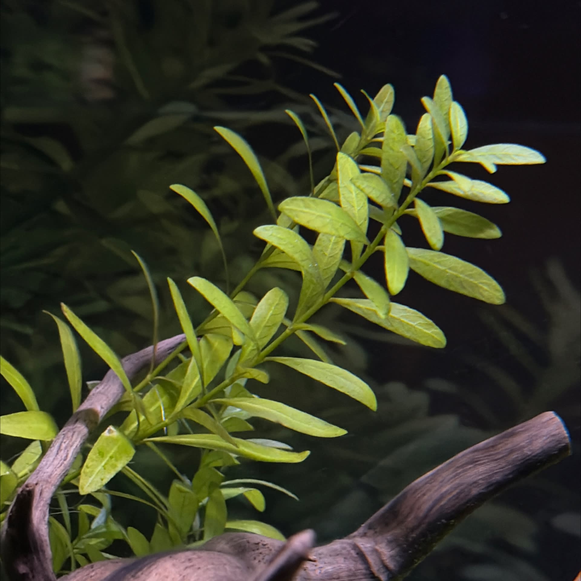 Hygrophila Polysperma