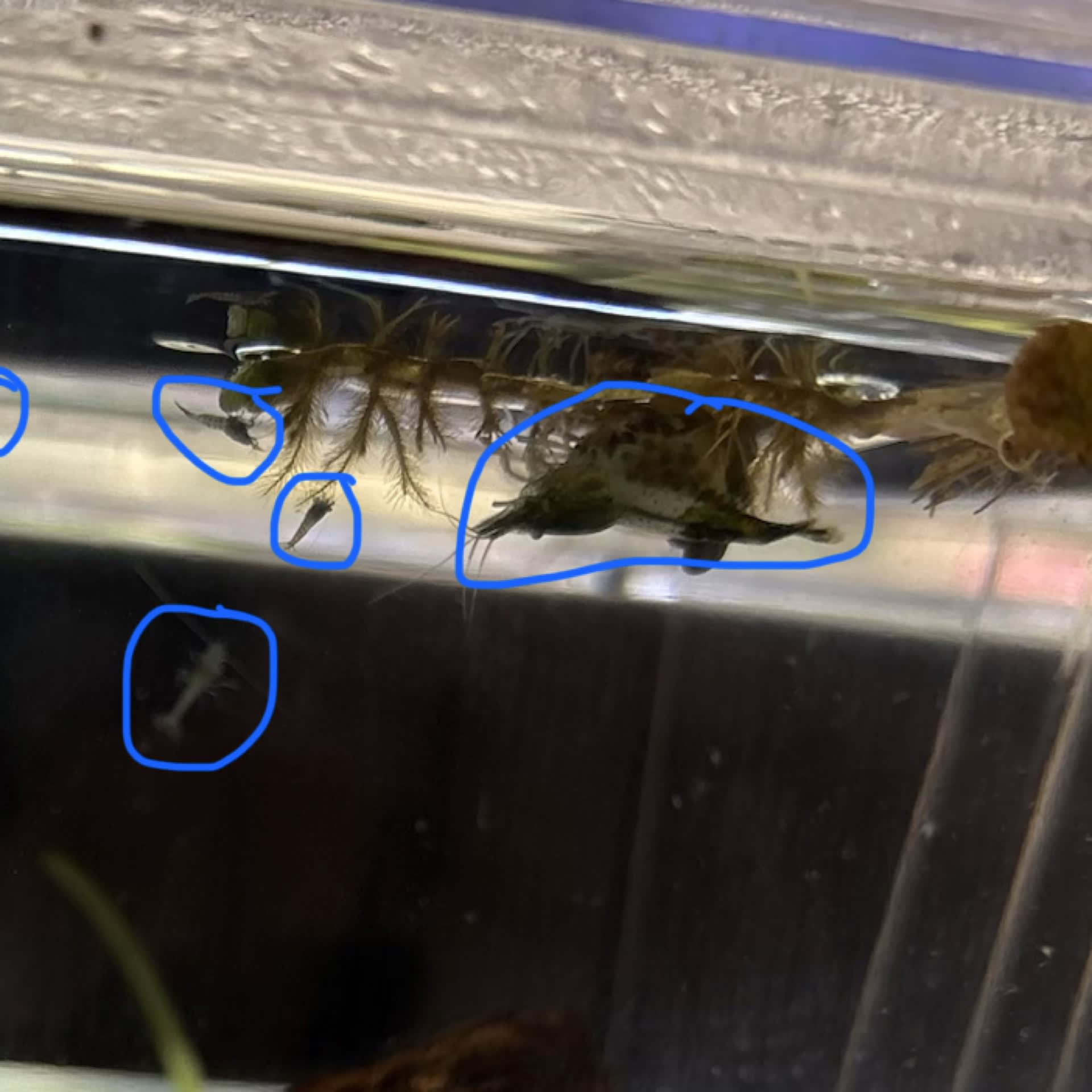 Red Cherry Shrimp