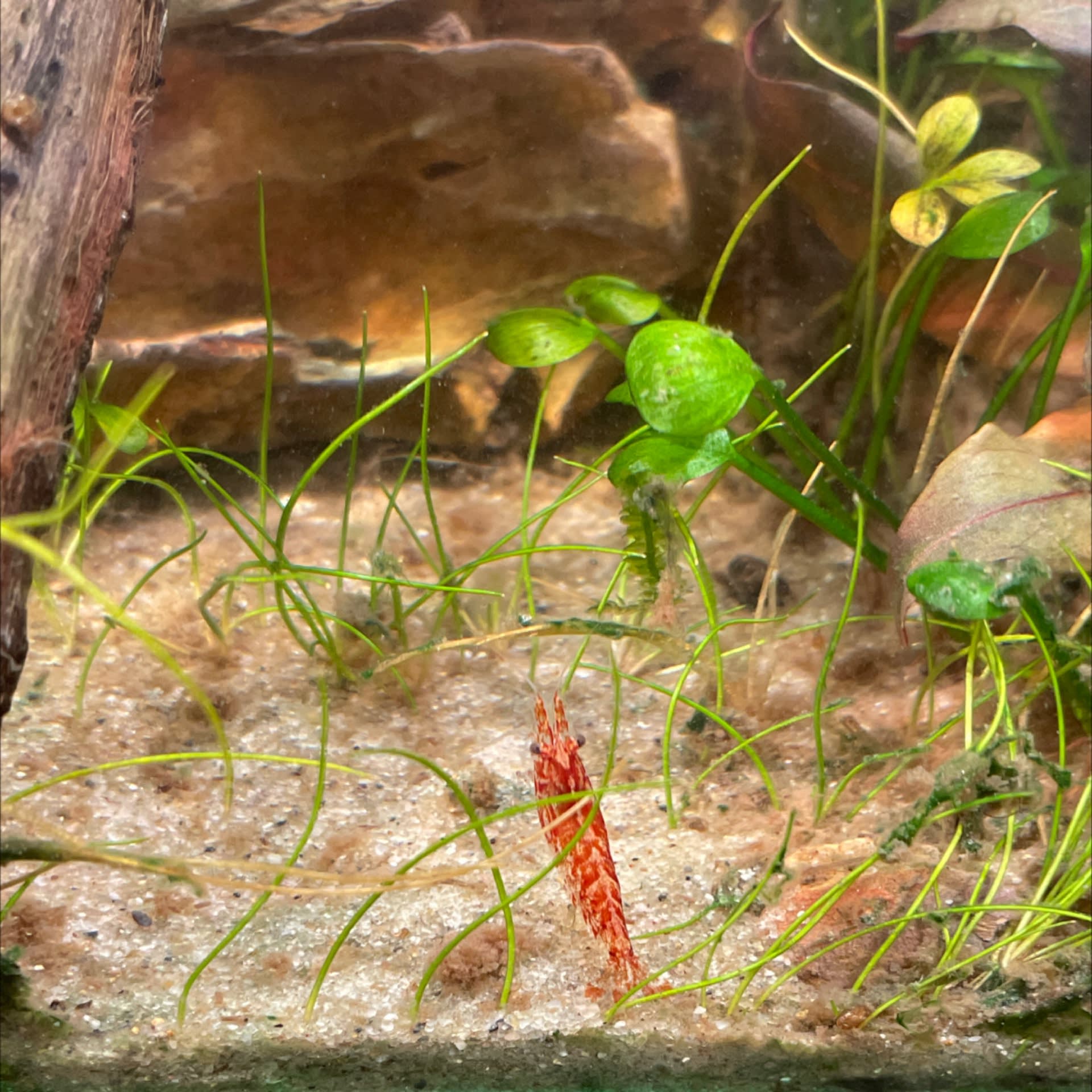 Red Cherry Shrimp