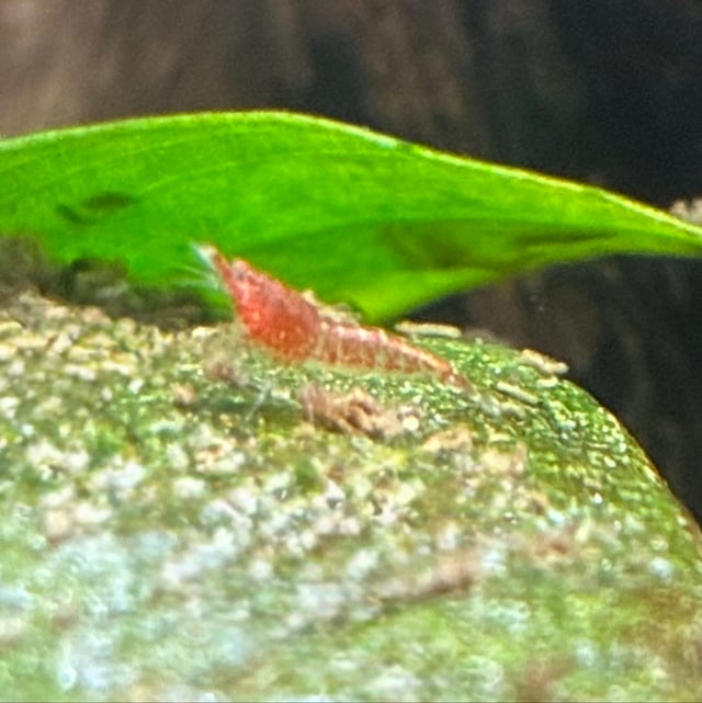Red Cherry Shrimp