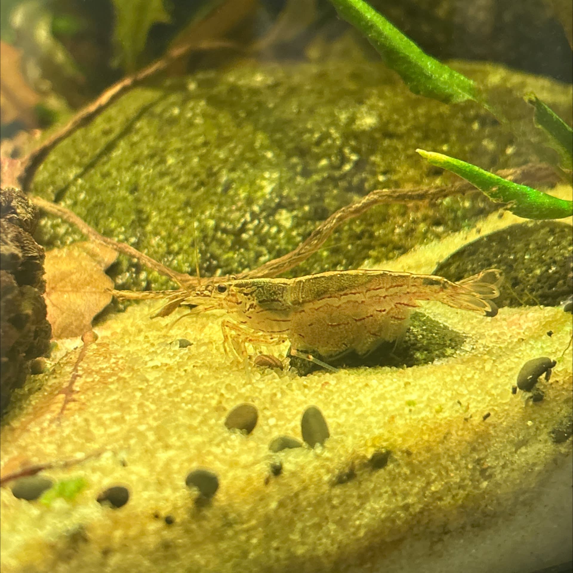 Amano Shrimp