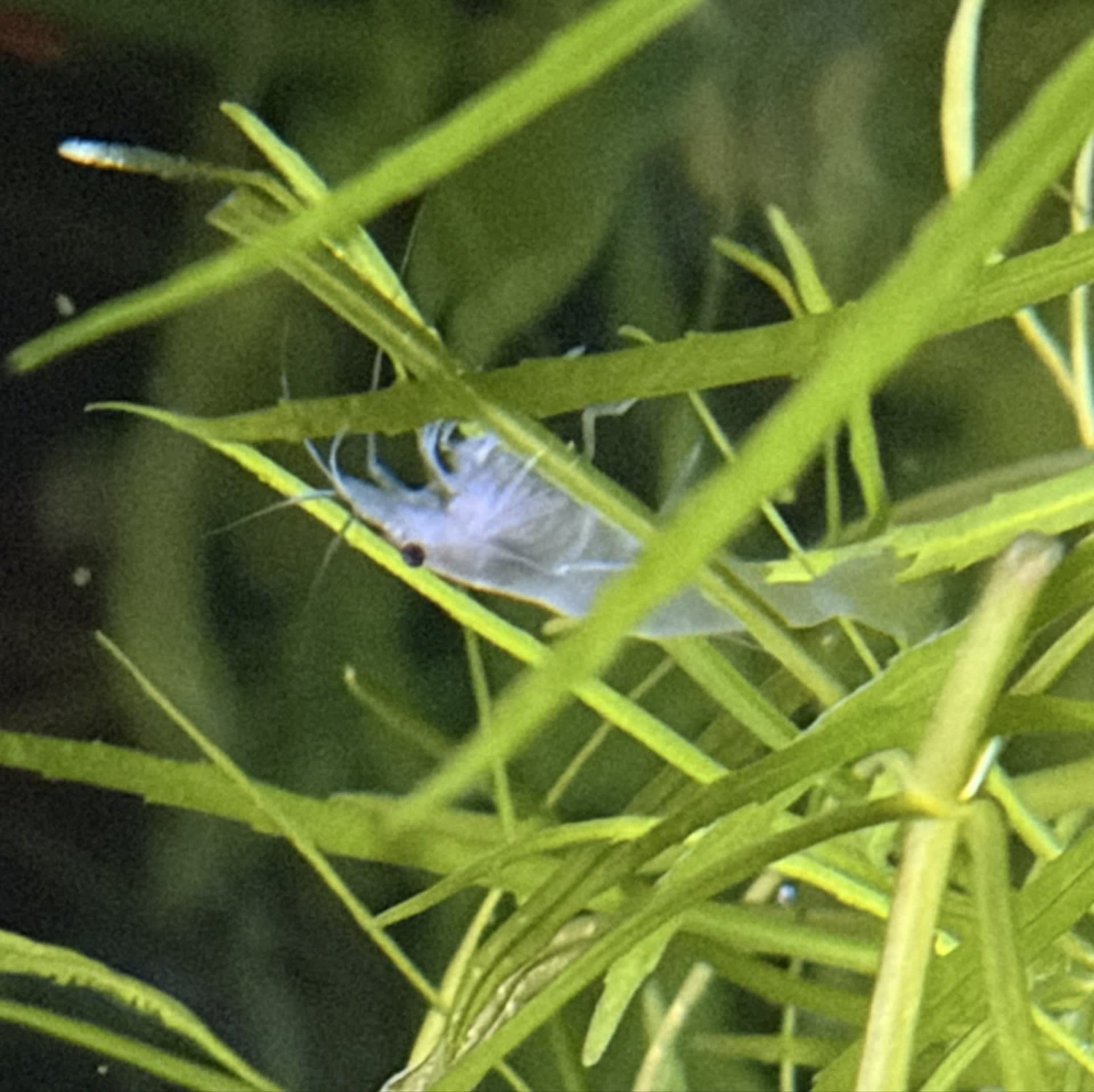 Amano Shrimp