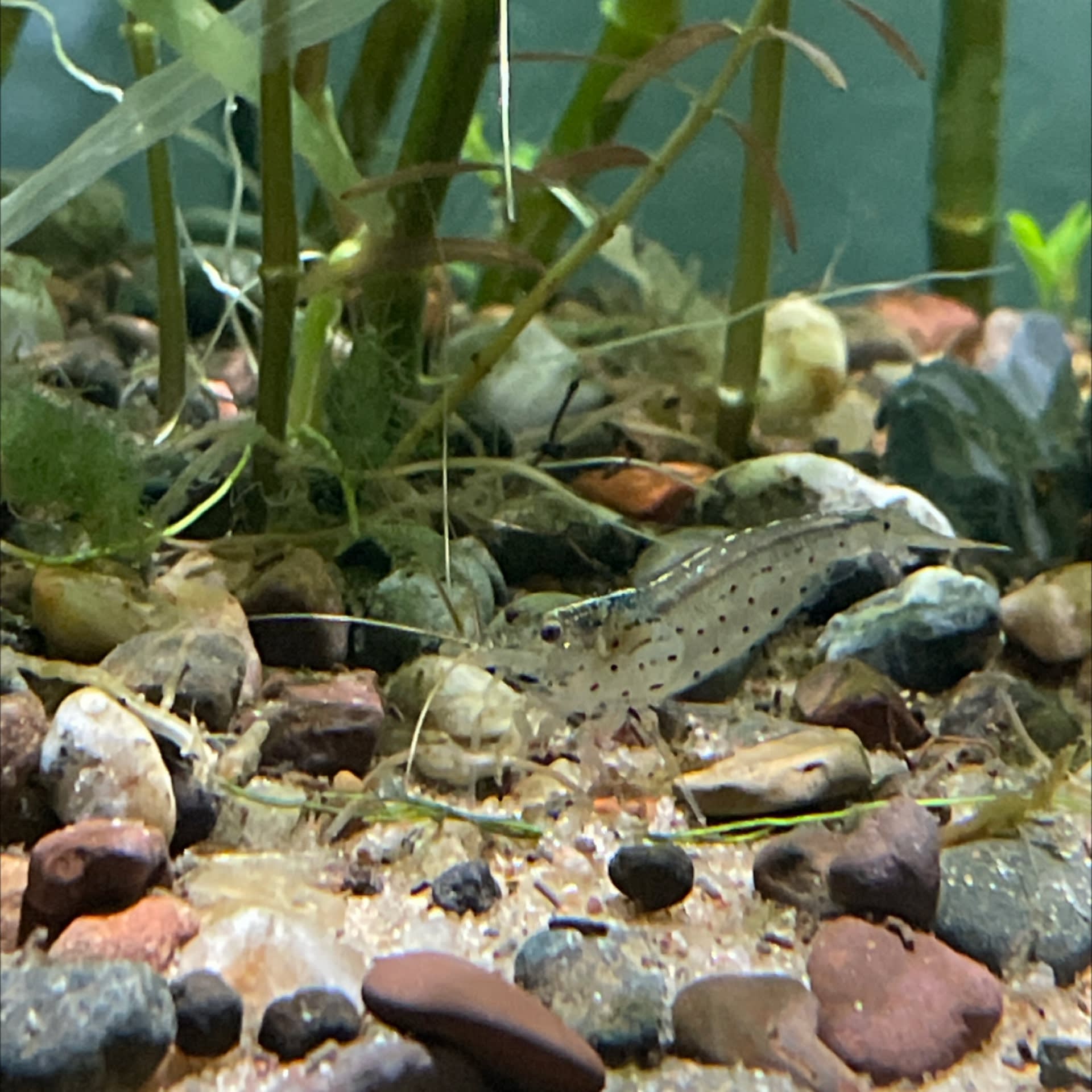 Amano Shrimp