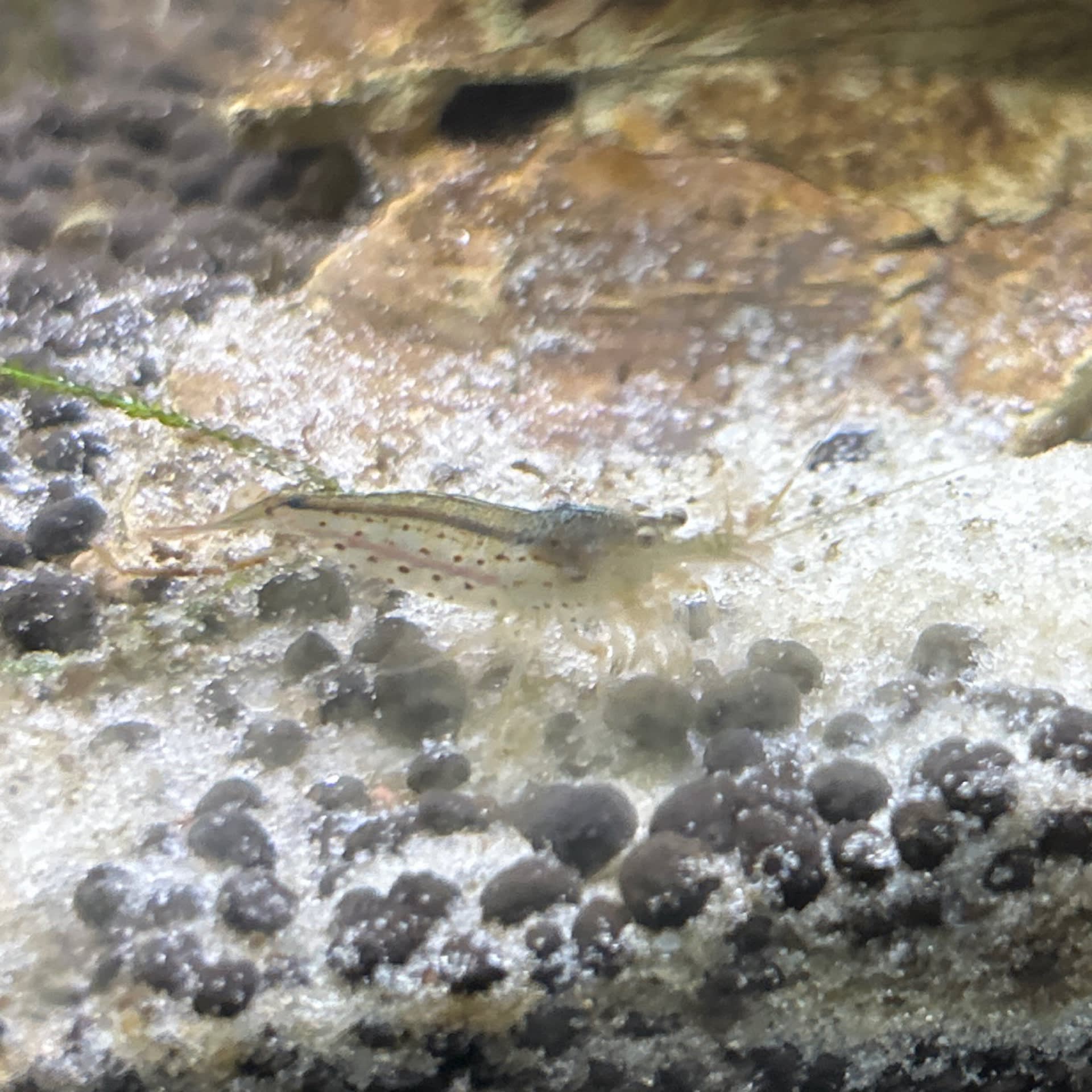 Amano Shrimp