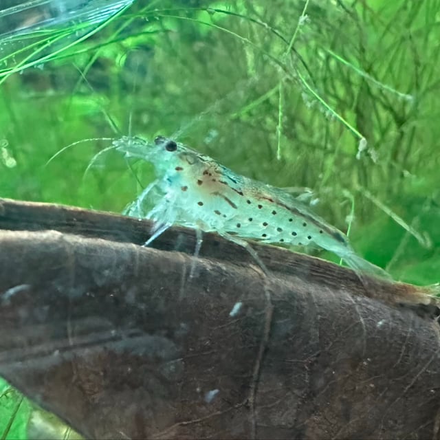 Amano Shrimp