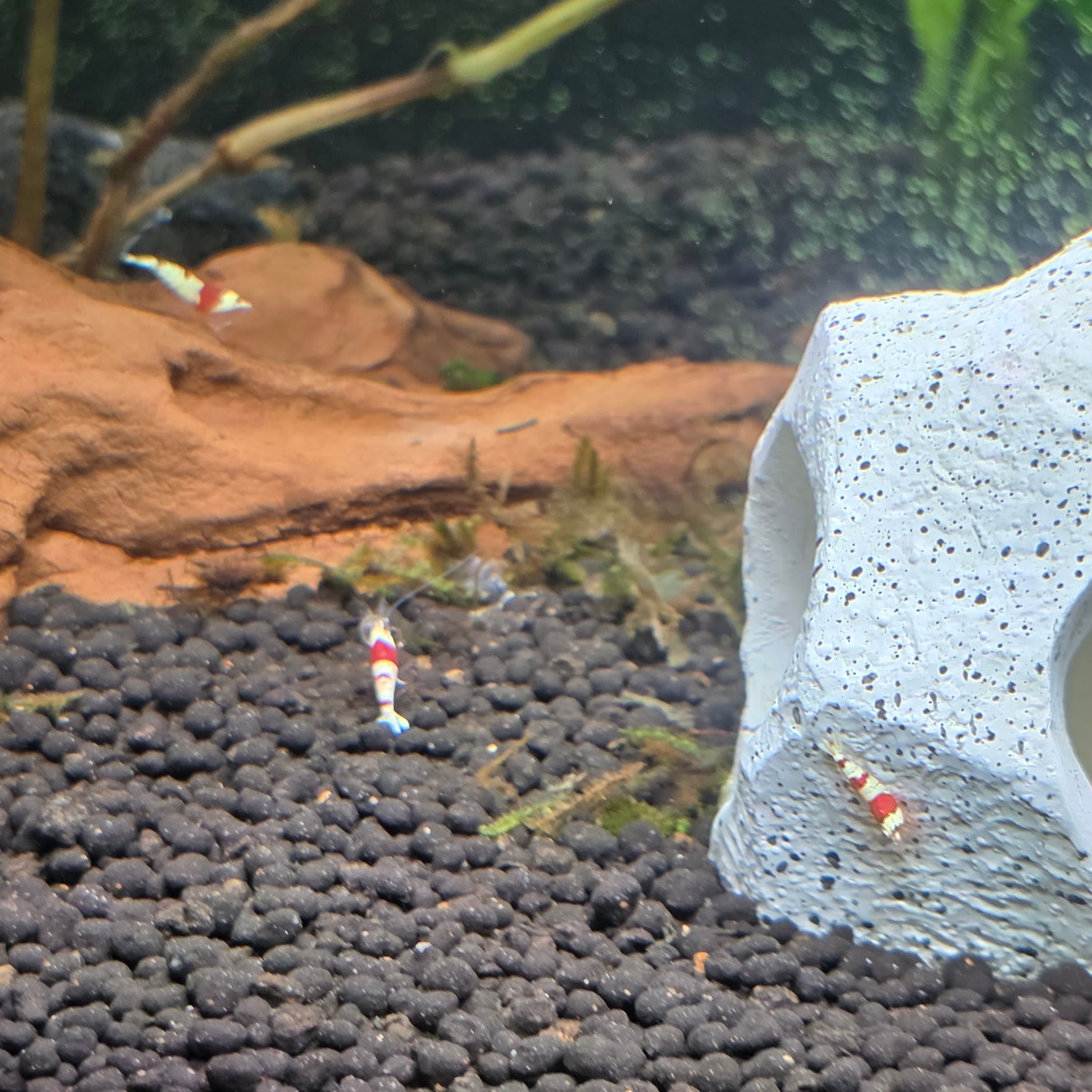 Crystal Red Shrimp