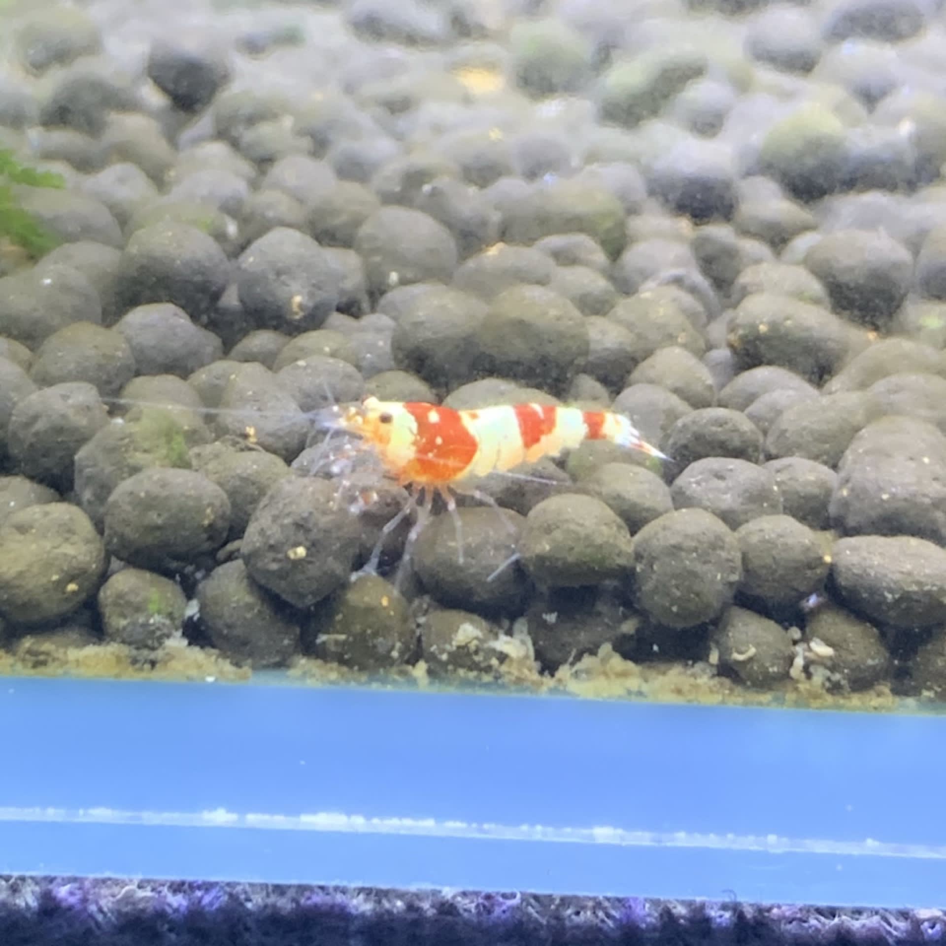 Crystal Red Shrimp