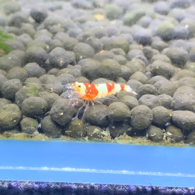 Crystal Red Shrimp