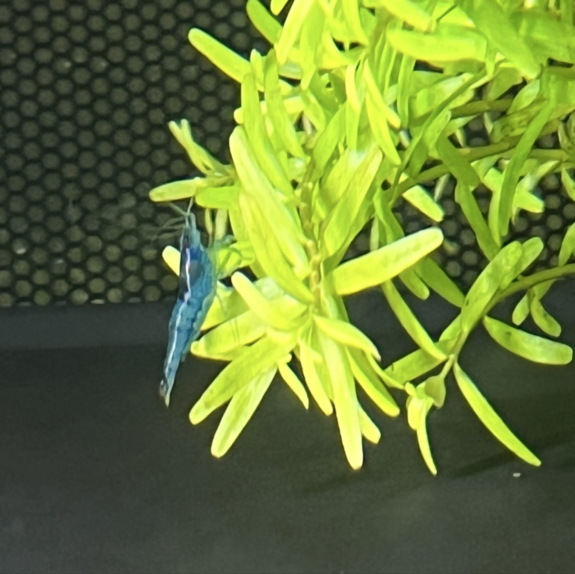 Blue Velvet Shrimp
